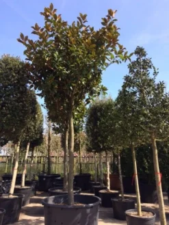 Beverboom (Magnolia Grandiflora 'Gallissoniere') -Tuinplantenwinkel magnolia grandiflora hoogstam solitair