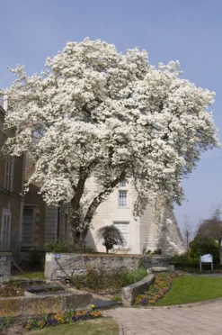 Beverboom (Magnolia Kobus) -Tuinplantenwinkel magnolia kobus01 1