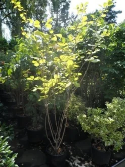 Beverboom (Magnolia Sieboldii) -Tuinplantenwinkel magnolia sieboldii 175 200 c25 1