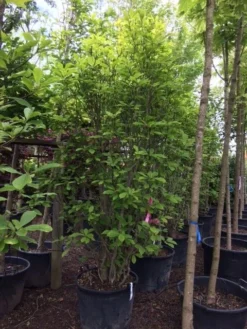 Beverboom (Magnolia Soulangeana) -Tuinplantenwinkel magnolia soulangeana 300cm c130 1 1