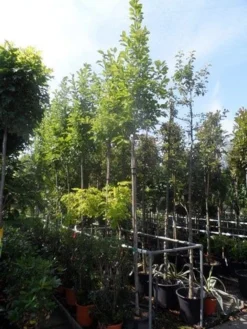 Beverboom (Magnolia Soulangeana Als Boom) -Tuinplantenwinkel magnolia soulangeana 8 10 12ho cont