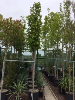 Beverboom (Magnolia Soulangeana Als Boom) -Tuinplantenwinkel magnolia soulangeana boom 10 12cm