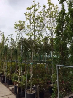 Beverboom (Magnolia Soulangeana Als Boom) -Tuinplantenwinkel magnolia soulangeana boom 14 16cm 1