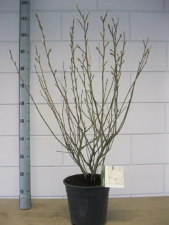 Stermagnolia (Magnolia Stellata) 31 Stermagnolia (Magnolia Stellata) -Tuinplantenwinkel magnolia stellata c7 november 1 2