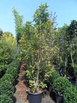 Beverboom, Struik (Magnolia Susan) -Tuinplantenwinkel magnolia susan 175 200 c50 3