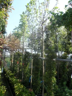 Beverboom (Magnolia 'Yellow River') -Tuinplantenwinkel magnolia yellow river 10 12 14ho cont