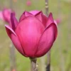 Beverboom (Magnolia 'Black Tulip')