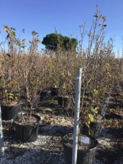 Beverboom (Magnolia 'Genie') 13 Beverboom (Magnolia 'Genie') -Tuinplantenwinkel magnoliagenie02