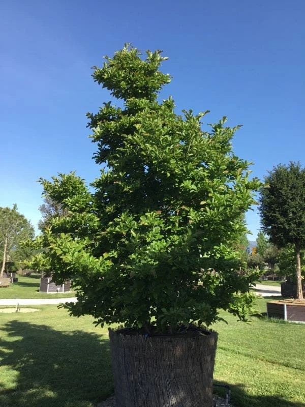 Beverboom (Magnolia Loebneri 'Leonard Messel') 2 Beverboom (Magnolia Loebneri 'Leonard Messel') - Afbeelding 2