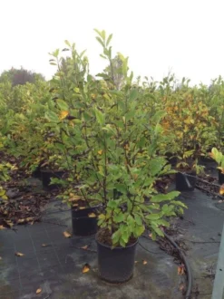 Beverboom (Magnolia Loebneri 'Leonard Messel') -Tuinplantenwinkel magnolialeonardmessel02