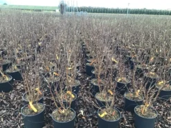 Beverboom (Magnolia Loebneri 'Leonard Messel') -Tuinplantenwinkel magnolialeonardmessel03