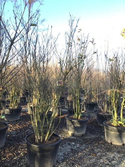 Meerstammige Beverboom (Magnolia 'Susan') 2 Meerstammige Beverboom (Magnolia 'Susan') - Afbeelding 2