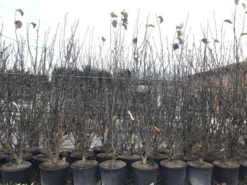 Beverboom, Struik (Magnolia Susan) -Tuinplantenwinkel magnoliasusanwinter 3