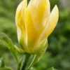 Beverboom (Magnolia Brooklynensis 'Yellow Bird')