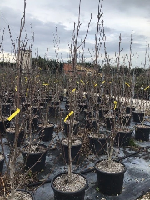 Beverboom (Magnolia Brooklynensis 'Yellow Bird') 3 Beverboom (Magnolia Brooklynensis 'Yellow Bird') - Afbeelding 3