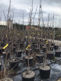 Beverboom (Magnolia Brooklynensis 'Yellow Bird') -Tuinplantenwinkel magnoliayellowbird02 1