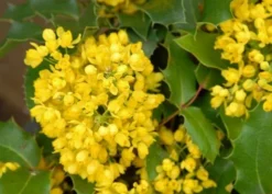 Mahoniestruik (Mahonia Aquifolium 'Apollo') 13 Mahoniestruik (Mahonia Aquifolium 'Apollo') -Tuinplantenwinkel mahonia apollo bloei