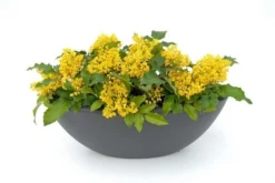 Mahoniestruik (Mahonia Aquifolium 'Apollo') 12 Mahoniestruik (Mahonia Aquifolium 'Apollo') -Tuinplantenwinkel mahonia apollo toepassing 1