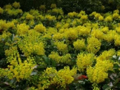 Mahoniestruik (Mahonia Aquifolium 'Apollo') -Tuinplantenwinkel mahonia apollo toepassing 1 2