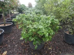 Mahoniestruik (Mahonia Aquifolium 'Apollo') 17 Mahoniestruik (Mahonia Aquifolium 'Apollo') -Tuinplantenwinkel mahonia aquifolium apollo c130 1