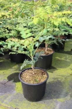 Chinese Mahoniestruik (Mahonia Bealei) -Tuinplantenwinkel mahonia bealei 1