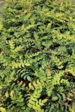 Chinese Mahoniestruik (Mahonia Bealei) -Tuinplantenwinkel mahonia bealei 2