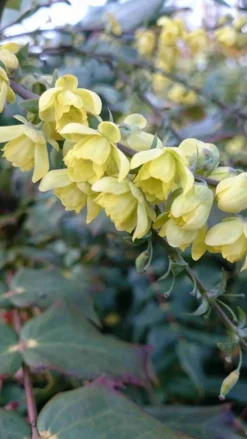Mahoniestruik (Mahonia Japonica) -Tuinplantenwinkel mahonia japonica 3