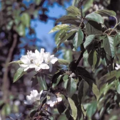 Sierappel (Malus 'John Downie') -Tuinplantenwinkel majdowni 12