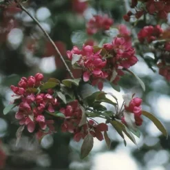 Sierappel (Malus 'Liset') -Tuinplantenwinkel maliset 8