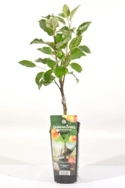 Appelboom (Malus Domestica 'Elstar') -Tuinplantenwinkel malus dom. elstar rp2l handappel zachtzuur