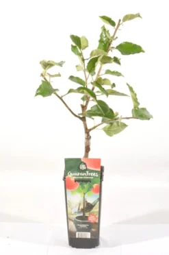 Appelboom (Malus Domestica 'Jonagold') -Tuinplantenwinkel malus dom. jonagold rp2l handappel laat zachtzuur