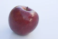 Lei-Appel (Malus Domestica 'Braeburn')