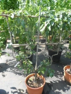 Appelboom (Malus Domestica ) -Tuinplantenwinkel malus domestica eetappel dubbel u leivorm