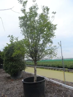 Appelboom (Malus Domestica ) -Tuinplantenwinkel malus domestica eetappel halfstam 30 40 c750