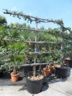 Appelboom (Malus Domestica ) -Tuinplantenwinkel malus domestica eetappel oude leivorm