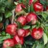 Appelboom (Malus Domestica 'Gloster')