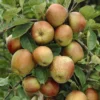 Appelboom (Malus Domestica 'Schone Van Boskoop')