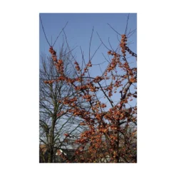 Sierappel Als Struik (Malus 'Evereste') -Tuinplantenwinkel malus evereste01 2