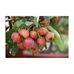 Sierappel Als Struik (Malus 'Evereste') -Tuinplantenwinkel malus evereste03 3