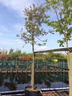 Sierappel (Malus 'Evereste') -Tuinplantenwinkel malus evereste 2025cm