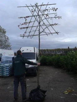 Sierappel Als Leiboom (Malus 'Evereste') -Tuinplantenwinkel malus evereste lei