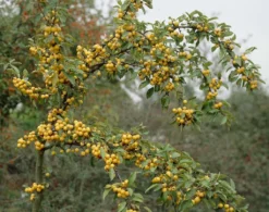 Sierappel Als Leiboom (Malus 'Golden Hornet') -Tuinplantenwinkel malus golden hornet01 1 1