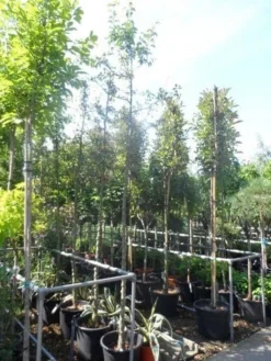 Sierappel (Malus 'Golden Hornet') 7 Sierappel (Malus 'Golden Hornet') -Tuinplantenwinkel malus golden hornet 10 12ho cont 1