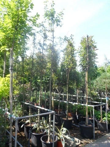 Sierappel (Malus 'Golden Hornet') 4 Sierappel (Malus 'Golden Hornet') - Afbeelding 4