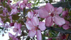 Sierappel (Malus 'Rudolf') -Tuinplantenwinkel malus liset 2 1