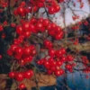 Sierappel (Malus 'Red Sentinel')