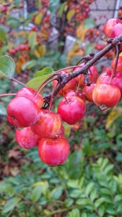 Sierappel (Malus 'Red Sentinel') -Tuinplantenwinkel malus red sentinel 2