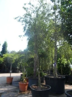 Sierappel (Malus 'Red Sentinel') -Tuinplantenwinkel malus red sentinel 25 30ho c500 1