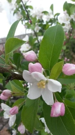 Sierappel (Malus 'Red Sentinel') -Tuinplantenwinkel malus red sentinel 2