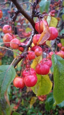 Sierappel (Malus 'Red Sentinel') -Tuinplantenwinkel malus red sentinel 2 1 2